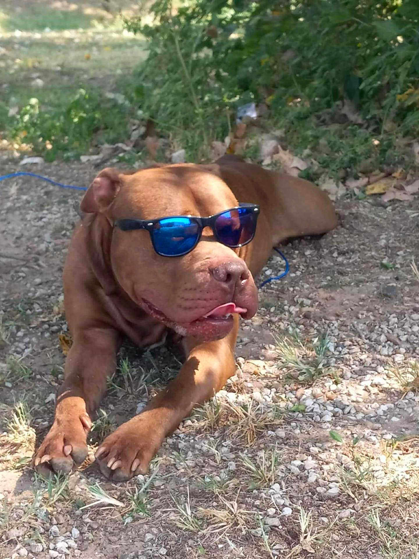 Gotti