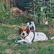 Baya a rejoint le concours — aidez-le/la à gagner de superbes lots ! animal, backyard, canine, companions, dog, domestic_animal, fence, garden, grass, greenery, leash, nature, outdoor, pet, plants, playful, relaxed, summer, toy, yard