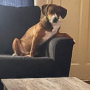Kernel joined the competition — help win amazing prizes! animal, armrest, brown_dog, canine, couch, cozy, dog, domestic, door, furniture, home, indoor, living_room, pet, quiet, relaxed, resting, seated, side_view, wooden_table
