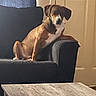 animal, armrest, brown_dog, canine, couch, cozy, dog, domestic, door, furniture, home, indoor, living_room, pet, quiet, relaxed, resting, seated, side_view, wooden_table
