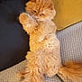 Atchoum participe au concours pour gagner de l'argent avec cette photo : cat, orange_cat, fluffy, pet, indoor, couch, cushion, relaxed, fur, tail, resting, home, feline, cute, animal, whiskers, paw, sleepy, cozy, domestic