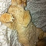 cat, orange_cat, fluffy, sleeping, bedspread, patterned_bedding, paws, feline, pet, domestic_cat, whiskers, fur, relaxed, cute, indoor, cozy, resting, animal, mammal, sleep