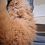 Atchoum a rejoint le concours — aidez-le/la à gagner de superbes lots ! cat, ginger_cat, fluffy, pet, sleepy, cozy, paws, tail, blanket, indoor, feline, cute, fur, resting, animal, domestic, soft, relaxed, closeup, bed