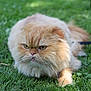 cat, orange_cat, fluffy, grass, outdoor, pet, animal, lying_down, whiskers, face, fur, closeup, green, nature, leash, expression, cute, mammal, domestic_cat, portrait