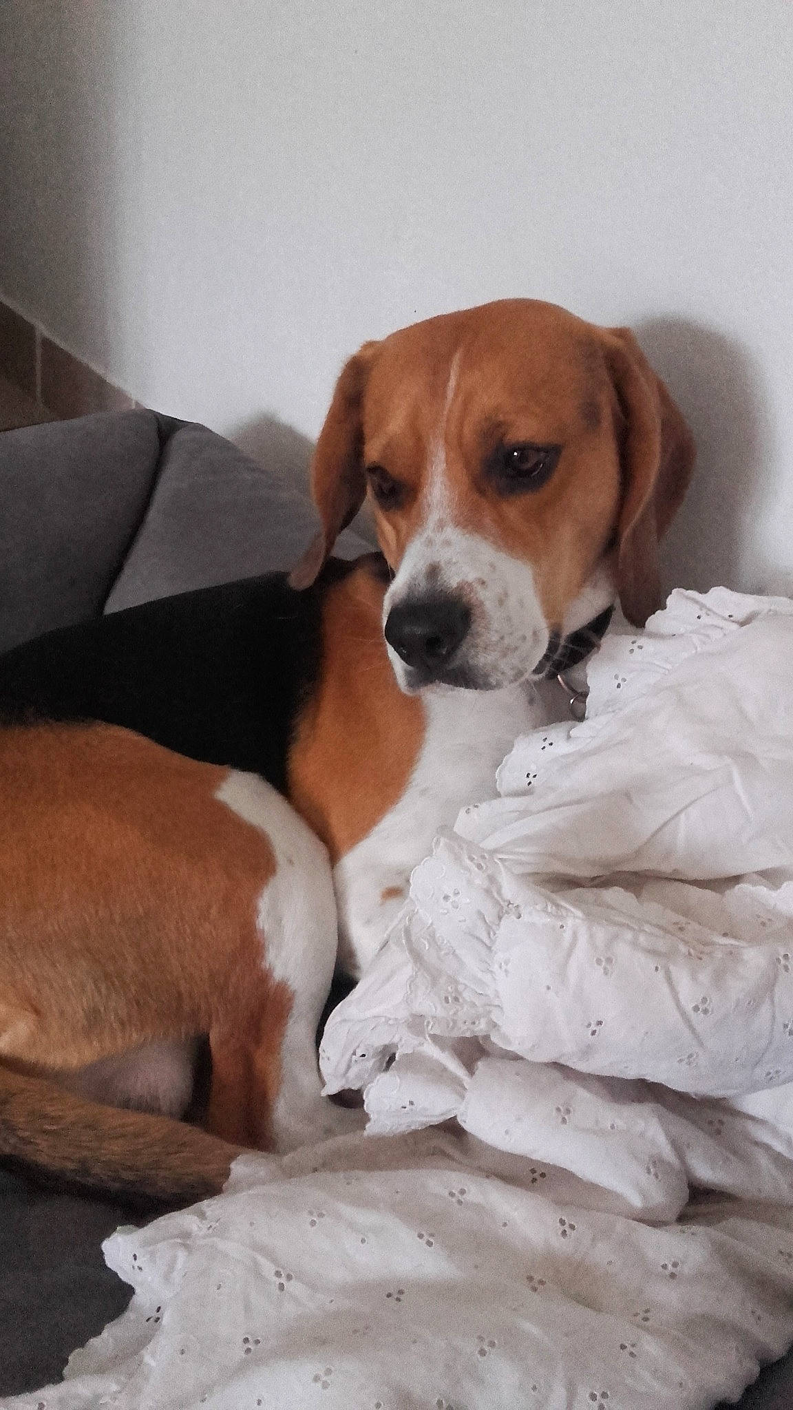 Marlay participe au concours pour gagner de l'argent avec cette photo : american_foxhound, beagle, beagle_harrier, beaglier, canidae, carnivore, companion_dog, dog, dog_breed, drever, english_foxhound, finnish_hound, hamiltonstovare, harrier, mammal, posavac_hound, serbian_tricolour_hound, snout, treeing_walker_coonhound, vertebrate