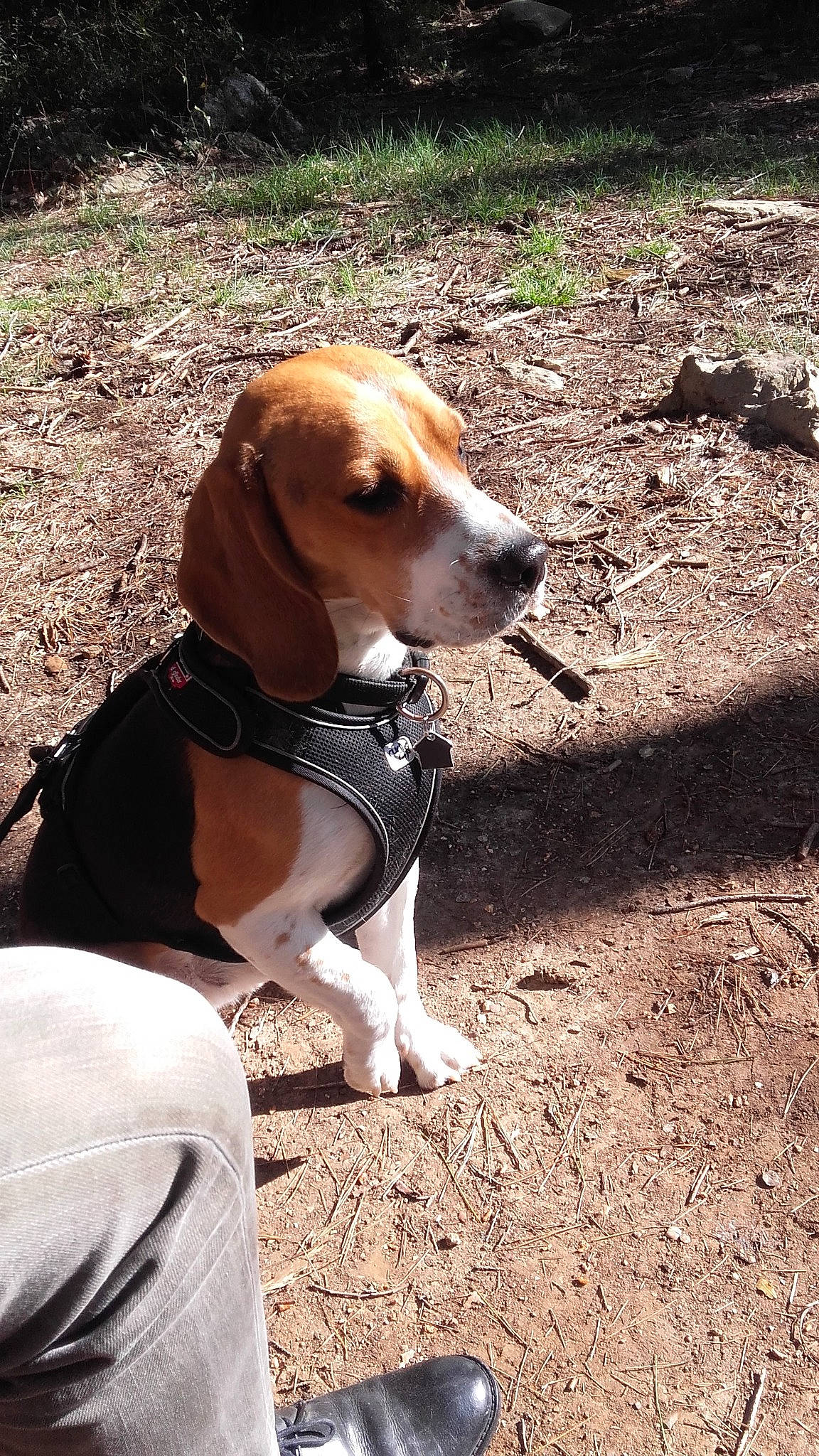 Marlay participe au concours pour gagner de l'argent avec cette photo : american_foxhound, beagle, beagle_harrier, canidae, carnivore, dog, dog_breed, english_foxhound, estonian_hound, finnish_hound, grand_anglo_francais_tricolore, hamiltonstovare, harrier, mammal, pocket_beagle, posavac_hound, serbian_tricolour_hound, snout, treeing_walker_coonhound, vertebrate