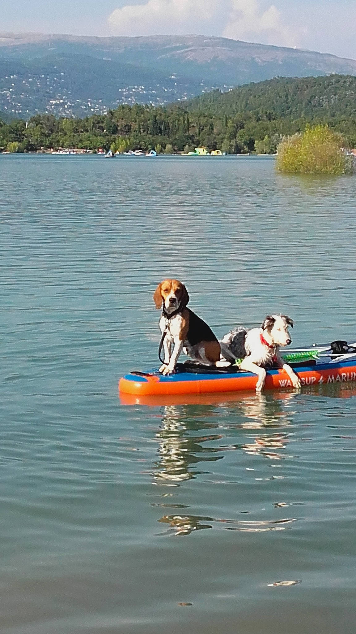 Marlay a rejoint le concours — aidez-le/la à gagner de superbes lots ! boat, boating, boats_and_boating_equipment_and_supplies, canidae, canoe_sprint, carnivore, dog, dog_breed, inlet, kayak, lake, recreation, reservoir, sporting_group, sports, sports_equipment, surface_water_sports, vehicle, water_sport, watercraft