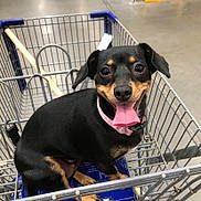 Layla is registered to the contest to win money with this photo: dog, shopping_cart, black_dog, tan_markings, pink_collar, tongue_out, happy, pet, store, aisle, metal, floor, indoor, retail, animal, canine, closeup, seat, shopping, cute