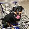 dog, shopping_cart, black_dog, tan_markings, pink_collar, tongue_out, happy, pet, store, aisle, metal, floor, indoor, retail, animal, canine, closeup, seat, shopping, cute