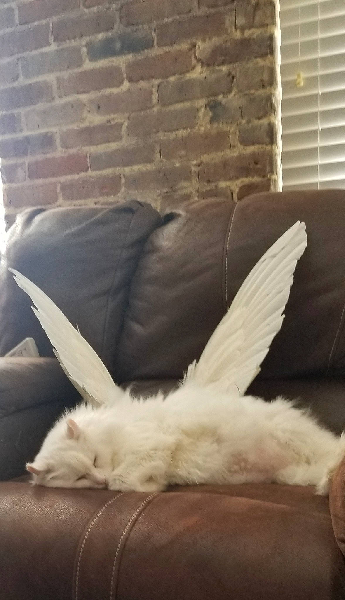 Betty White joined the competition — help win amazing prizes! brickwork, chair, comfort, companion_dog, couch, fashion_accessory, fawn, feather, felidae, fur, human_leg, light, line, plant, small_to_medium_sized_cats, snout, tail, whiskers, wing, wood