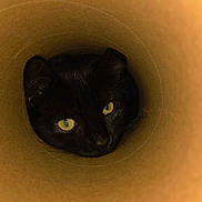 Lila a rejoint le concours — aidez-le/la à gagner de superbes lots ! cat, black_cat, animal, pet, curious, inside, tube, cardboard, green_eyes, closeup, face, portrait, feline, whiskers, ears, looking, cute, indoor, mystery, playful