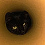 cat, black_cat, animal, pet, curious, inside, tube, cardboard, green_eyes, closeup, face, portrait, feline, whiskers, ears, looking, cute, indoor, mystery, playful