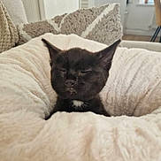 Ruby is registered to the contest to win money with this photo: kitten, black_cat, sleeping, pet_bed, fluffy, cozy, indoor, furniture, home, cute, animal, small, young, resting, soft, domestic, mammal, whiskers, ears, comfort