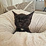kitten, black_cat, sleeping, pet_bed, fluffy, cozy, indoor, furniture, home, cute, animal, small, young, resting, soft, domestic, mammal, whiskers, ears, comfort