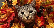 Slim Shady joined the competition — help win amazing prizes! cat, gray_cat, autumn, fall, leaves, artificial_leaves, orange, red, yellow, berries, indoor, portrait, close_up, animal, feline, fur, ears, eyes, camouflage, seasonal_decor
