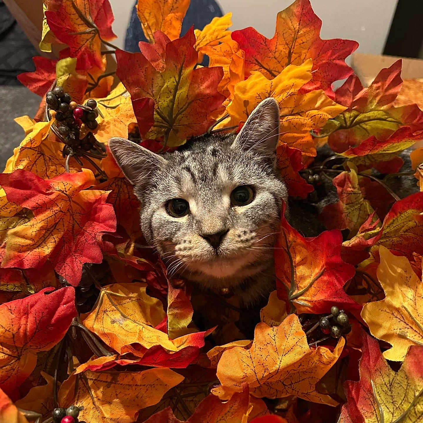Slim Shady joined the competition — help win amazing prizes! cat, gray_cat, autumn, fall, leaves, artificial_leaves, orange, red, yellow, berries, indoor, portrait, close_up, animal, feline, fur, ears, eyes, camouflage, seasonal_decor