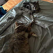 Slim Shady is registered to the contest to win money with this photo: cats, cat, tabby, fluffy_cat, pets, animals, bed, bedding, blanket, bedroom, indoor, home, sleeping, lounging, relaxed, playful, friendship, paws, fur, photography