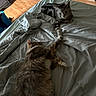cats, cat, tabby, fluffy_cat, pets, animals, bed, bedding, blanket, bedroom, indoor, home, sleeping, lounging, relaxed, playful, friendship, paws, fur, photography