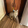 Pippin is registered to the contest to win money with this photo: cat, tabby_cat, wood_floor, wooden_cabinet, indoor, pet, animal, curious, sitting, flooring, cabinet_handles, shadow, feline, domestic_cat, eyes, ears, tail, whiskers, fur, household