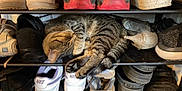 Pippin joined the competition — help win amazing prizes! cat, tabby, sleeping, shoe_rack, sneakers, heels, footwear, cozy, indoor, resting, pets, fur, striped, paws, cute, animal, home, quiet, relaxed, compact