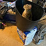 Pippin is registered to the contest to win money with this photo: cat, tabby_cat, bucket, paper_towels, carpet, couch, person, bag, backpack, clutter, indoor, furniture, curious, pet, animal, looking_up, container, seated_person, fabric, home