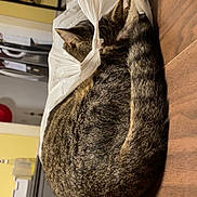 Pippin joined the competition — help win amazing prizes! cat, tabby, plastic_bag, curled_up, sleeping, feline, indoor, table, wooden_surface, domestic, pet, fur, striped, cozy, resting, household, kitchen, animal, curiosity, wrapped