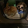 rabbit, cat, cage, pet, animal, brown_rabbit, siamese_cat, food_bowl, bedding, indoor, furry, small_animal, companion, dark, grainy, captive, resting, fence, floor, cozy