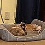 dog, cat, pet_bed, indoor, resting, sleeping, cozy, carpet, curtain, bookshelf, furniture, animal, brown, gray, domestic, companions, cute, relaxing, home, two_animals