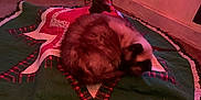Precious is registered to the contest to win money with this photo: cat, christmas_tree, holiday_lights, quilt, carpet, indoor, cozy, festive, decorations, sleeping, fur, pet, animal, home, relaxing, colorful_lights, pine_needles, tree_skirt, warm_lighting, holiday