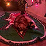 cat, christmas_tree, holiday_lights, quilt, carpet, indoor, cozy, festive, decorations, sleeping, fur, pet, animal, home, relaxing, colorful_lights, pine_needles, tree_skirt, warm_lighting, holiday