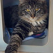 Steve joined the competition — help win amazing prizes! cat, tabby_cat, fluffy, long_hair, pet, animal, portrait, yellow_eyes, whiskers, pointed_ears, paw, sitting, lounging, cozy, cubby, pet_bed, indoor, close_up, furry, funny