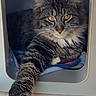 cat, tabby_cat, fluffy, long_hair, pet, animal, portrait, yellow_eyes, whiskers, pointed_ears, paw, sitting, lounging, cozy, cubby, pet_bed, indoor, close_up, furry, funny