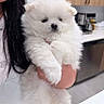 puppy, white, fluffy, dog, pet, cute, indoor, person, hand, kitchen, cabinet, appliance, soft, adorable, animal, fur, holding, portrait, closeup, young