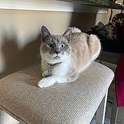 Blueberry joined the competition — help win amazing prizes! beige, cat, coat, collar, curious, ears, fabric, feline, floor, fur, indoor, pet, quiet, resting, seated, shadow, stool, tag, wall, whiskers