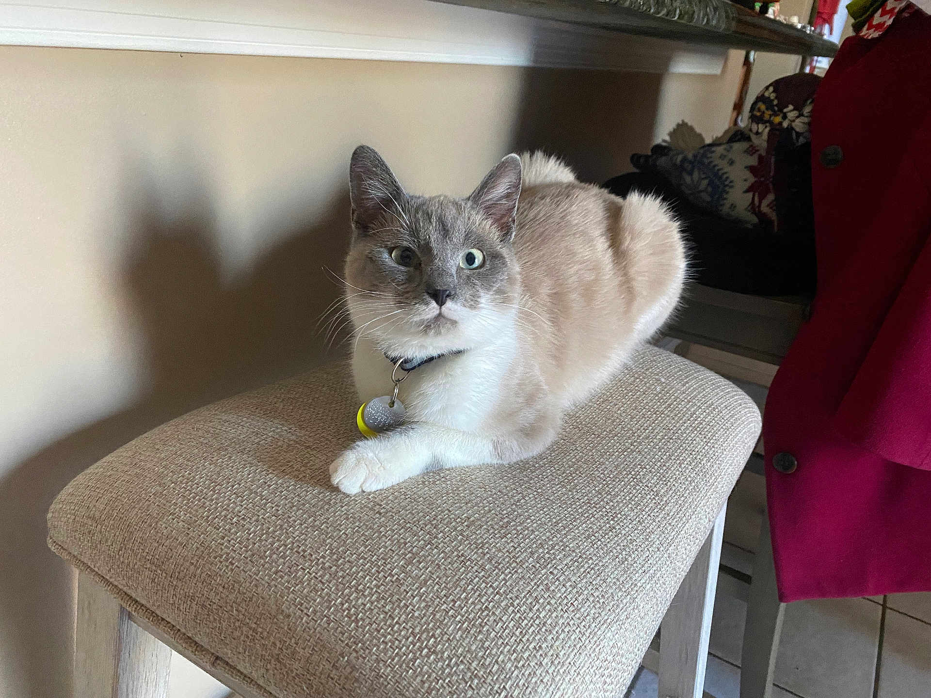 Blueberry