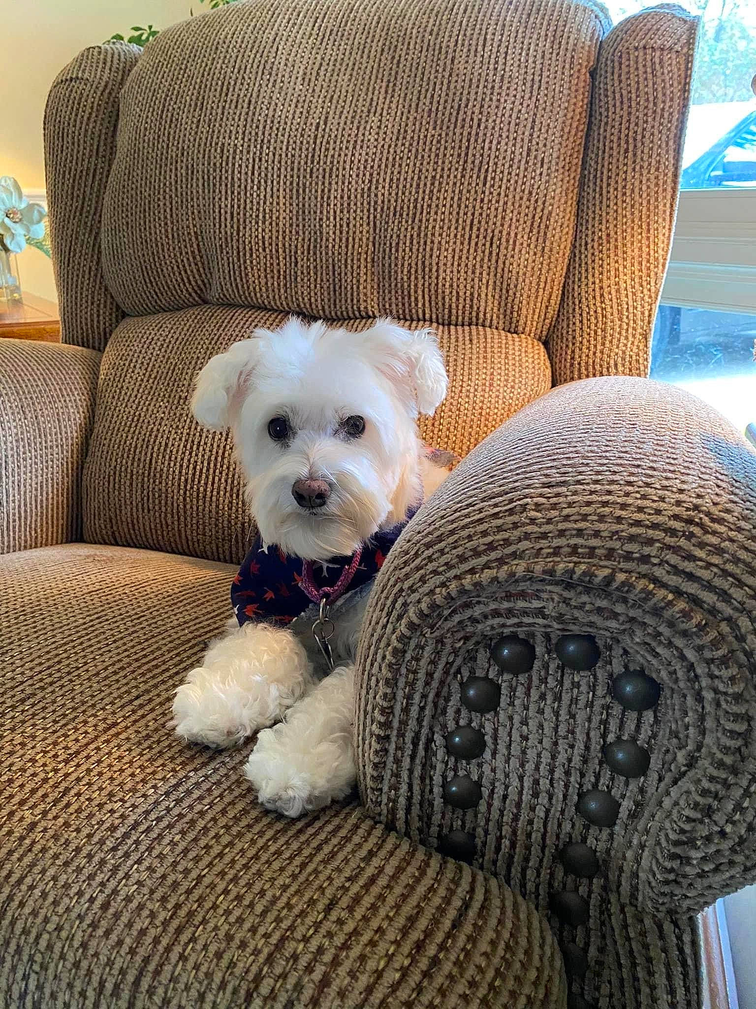 Marley is registered to the contest to win money with this photo: automotive_tire, carnivore, chair, comfort, companion_dog, couch, dog, dog_breed, dog_clothes, dog_supply, fashion_accessory, fawn, furniture, linens, pillow, snout, stuffed_toy, throw_pillow, toy_dog, working_animal