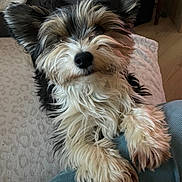Max participe au concours pour gagner de l'argent avec cette photo : dog, pet, fluffy, ears, paws, fur, cute, indoors, blanket, floor, animal, companion, resting, looking_up, scruffy, cozy, domestic, friendly, small_dog, canine