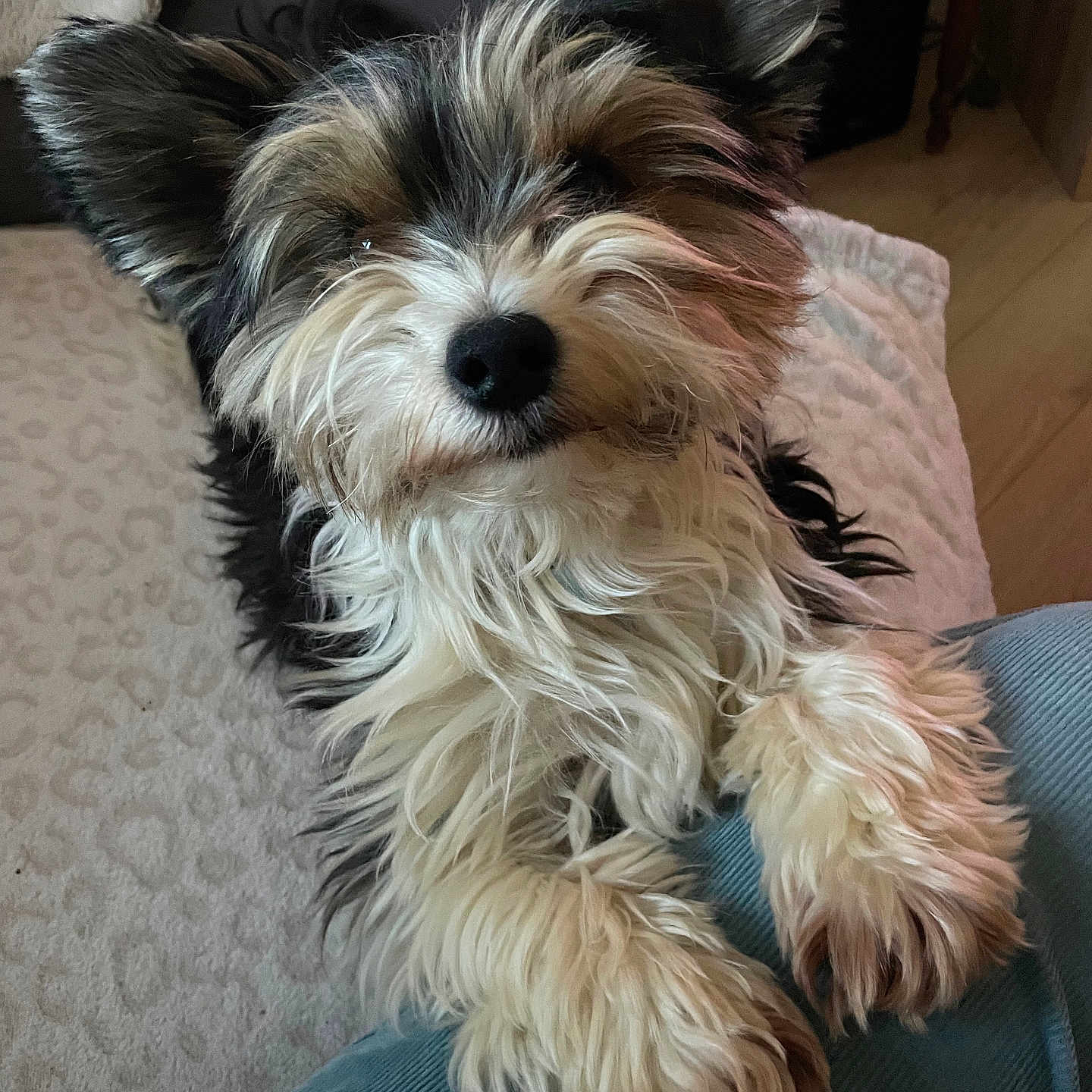 Max participe au concours pour gagner de l'argent avec cette photo : dog, pet, fluffy, ears, paws, fur, cute, indoors, blanket, floor, animal, companion, resting, looking_up, scruffy, cozy, domestic, friendly, small_dog, canine