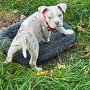 Romeo joined the competition — help win amazing prizes! animal, canine, collar, curious, cute, daylight, dog, ears, fur, grass, greenery, ground, leaf, nature, outdoor, pet_bed, playful, puppy, tail, young_dog