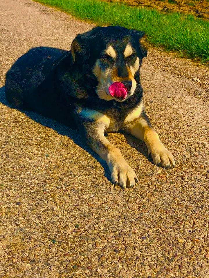 Etoile participe au concours pour gagner de l'argent avec cette photo : canidae, carnivore, companion_dog, dog, dog_breed, huntaway, mammal, sporting_group, vertebrate, working_dog