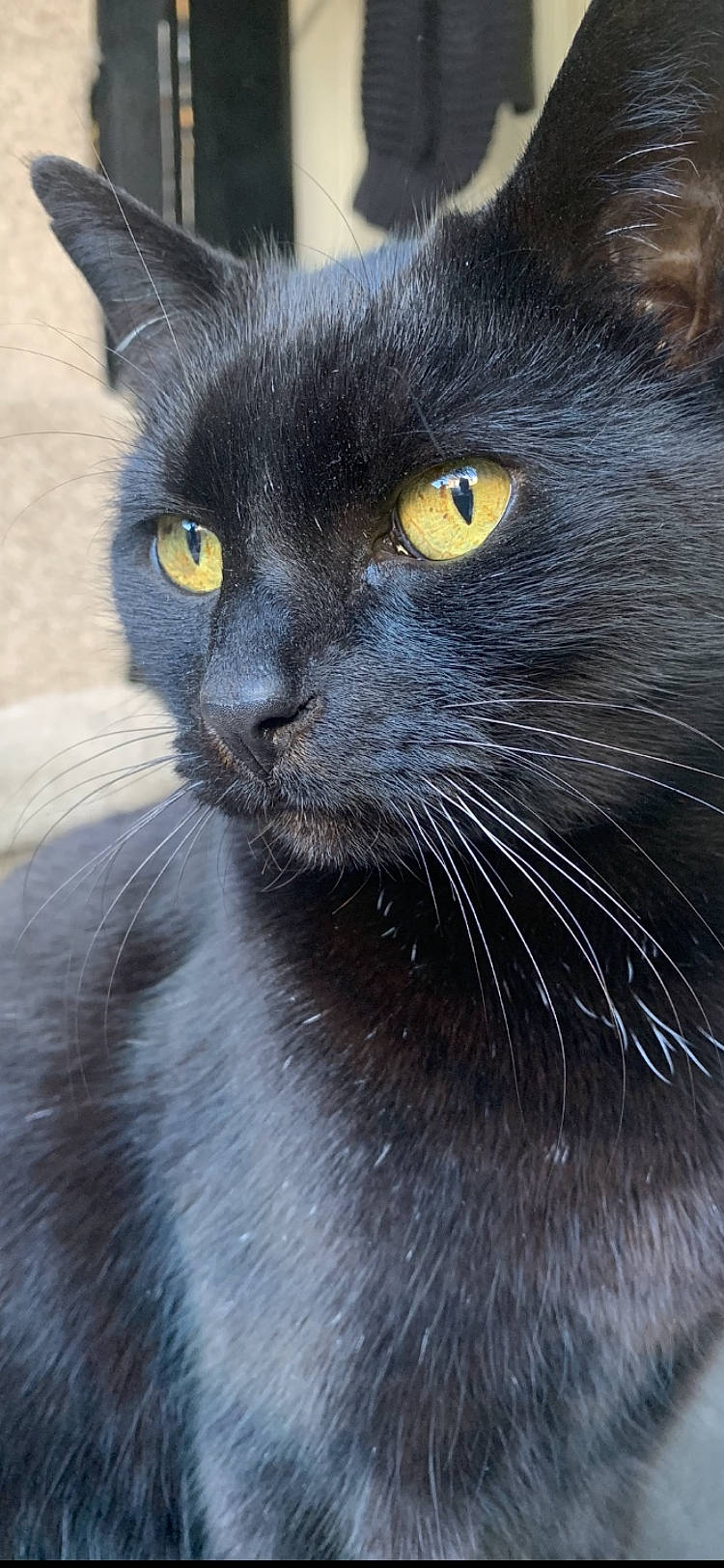 Flex joined the competition — help win amazing prizes! black_cat, bombay, burmese, carnivore, cat, chartreux, close_up, domestic_long_haired_cat, domestic_short_haired_cat, eye, felidae, korat, mammal, nebelung, persian, small_to_medium_sized_cats, snout, vertebrate, whiskers