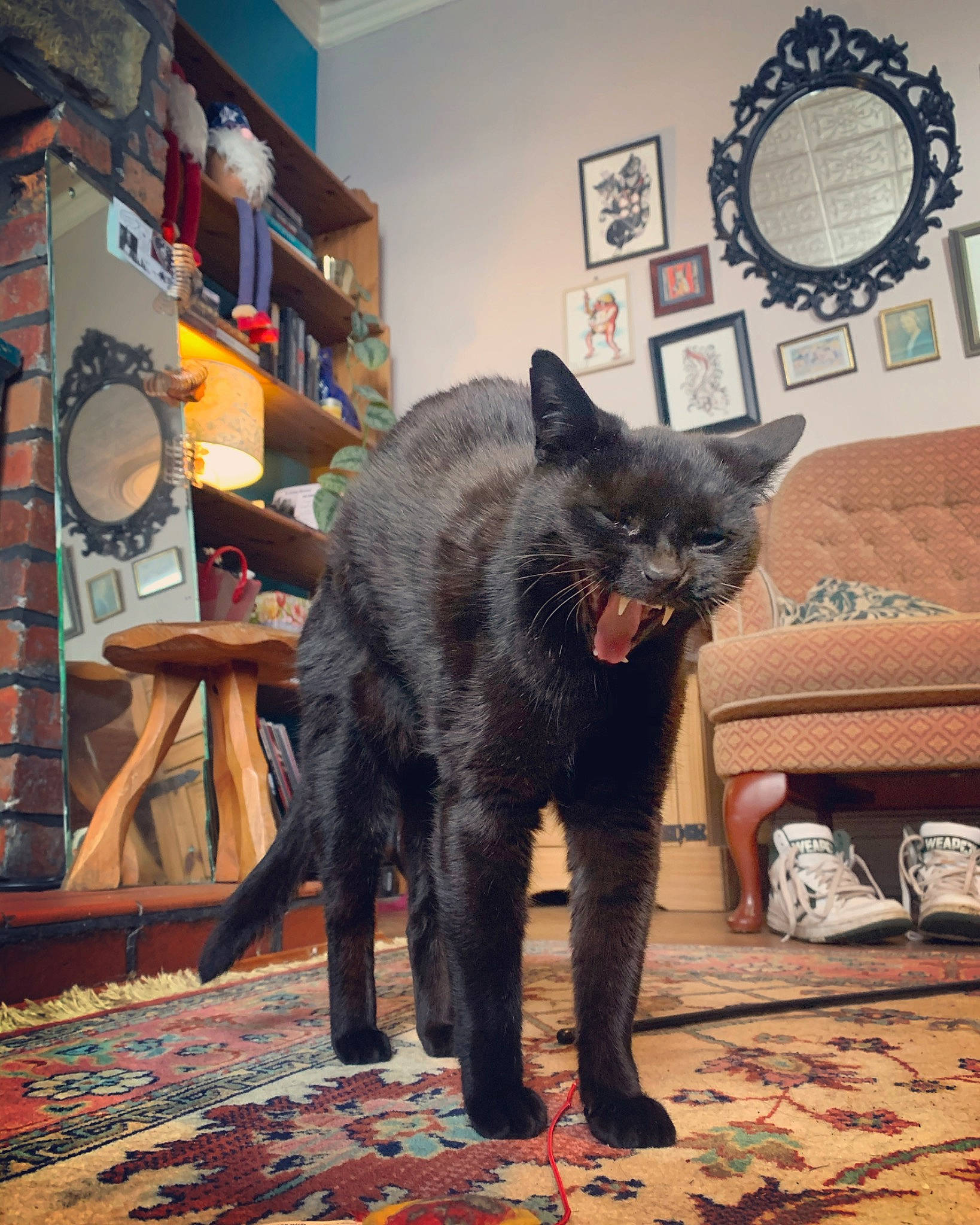 Flex is registered to the contest to win money with this photo: asian, black_cat, carnivore, cat, domestic_short_haired_cat, felidae, fur, korat, russian_blue, small_to_medium_sized_cats, tail, whiskers