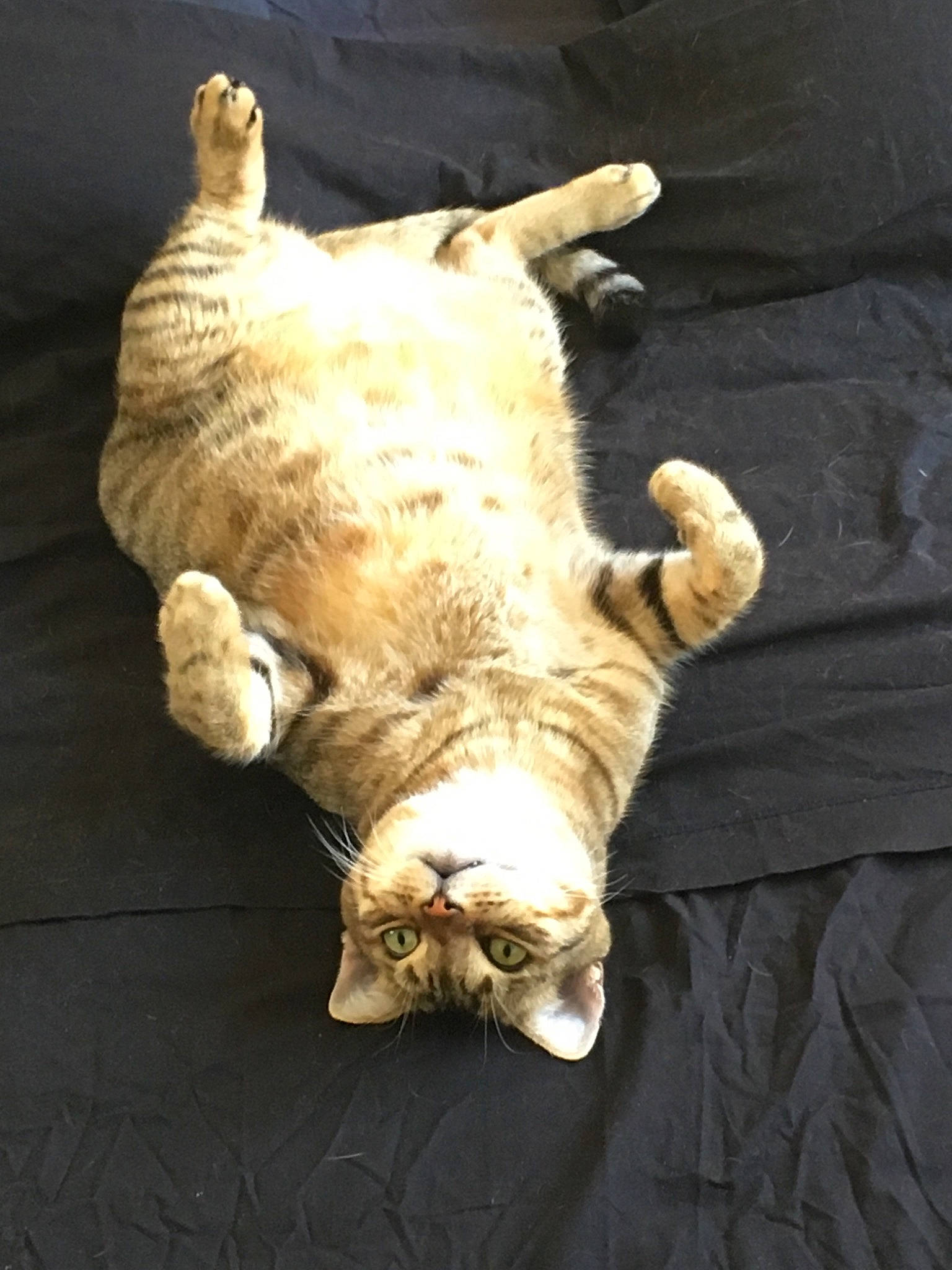 Tiggri participe au concours pour gagner de l'argent avec cette photo : cat, felidae, plant, tail