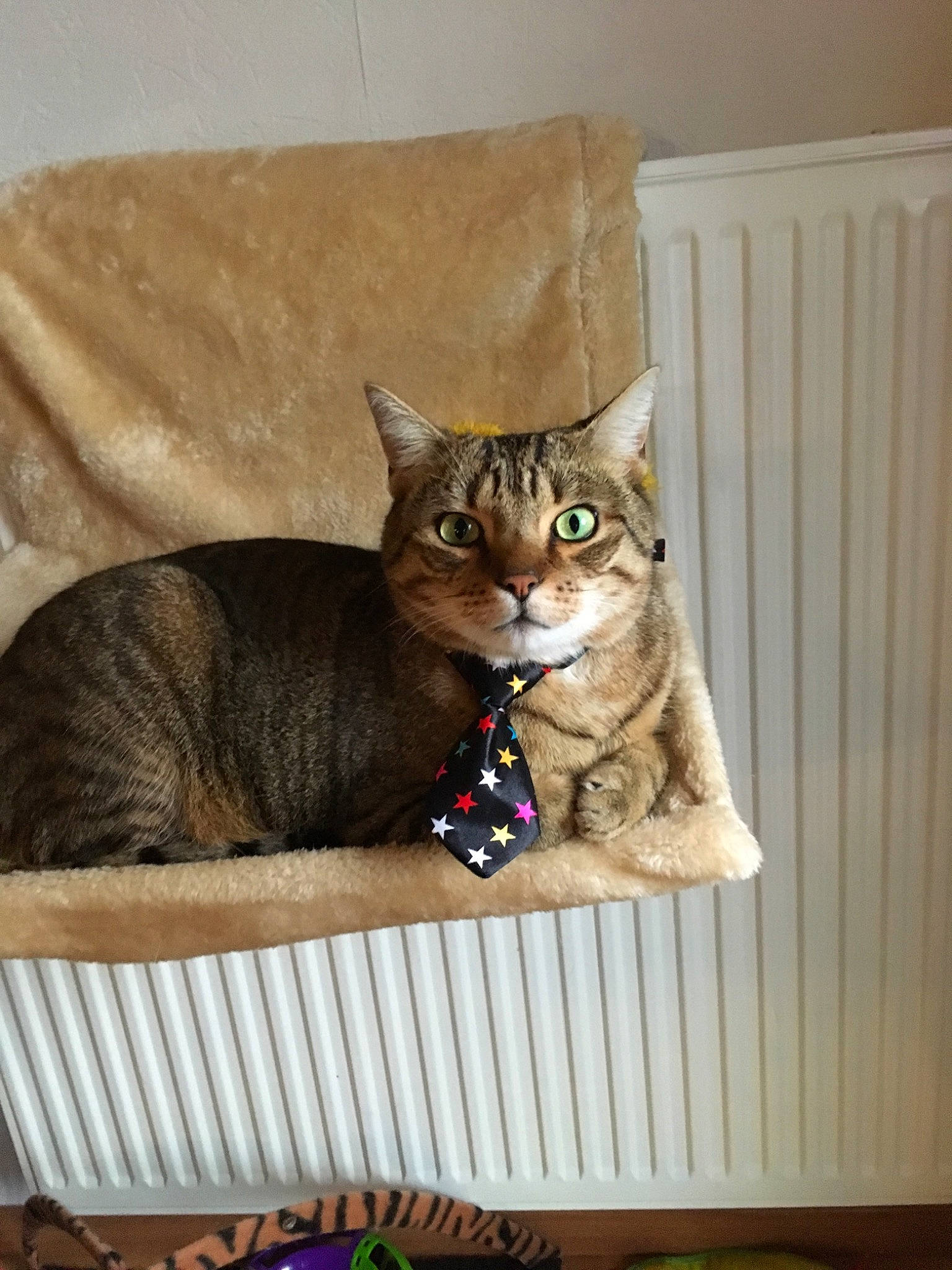 Tiggri a rejoint le concours — aidez-le/la à gagner de superbes lots ! american_shorthair, asian, australian_mist, california_spangled, carnivore, cat, chausie, domestic_short_haired_cat, dragon_li, european_shorthair, fawn, felidae, kitten, mammal, ocicat, pixie_bob, small_to_medium_sized_cats, tabby_cat, vertebrate, whiskers