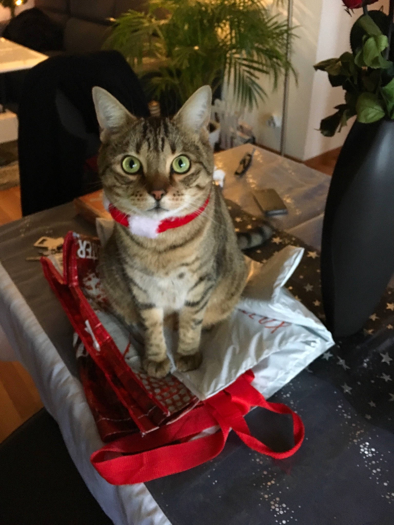 Tiggri a rejoint le concours — aidez-le/la à gagner de superbes lots ! american_shorthair, american_wirehair, asian, bengal, carnivore, cat, christmas, christmas_eve, domestic_short_haired_cat, egyptian_mau, european_shorthair, felidae, kitten, pixie_bob, small_to_medium_sized_cats, tabby_cat, tree, whiskers