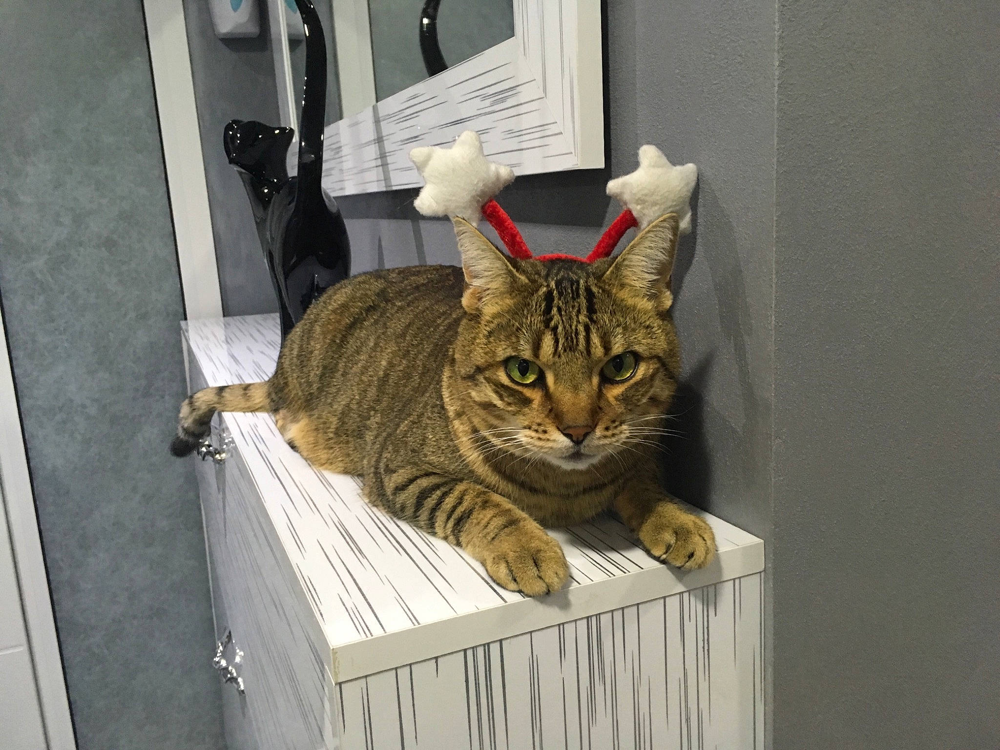 Tiggri participe au concours pour gagner de l'argent avec cette photo : aegean_cat, american_shorthair, asian, bengal, california_spangled, carnivore, cat, domestic_short_haired_cat, dragon_li, egyptian_mau, european_shorthair, felidae, mammal, ocicat, pixie_bob, small_to_medium_sized_cats, tabby_cat, toyger, whiskers, wild_cat