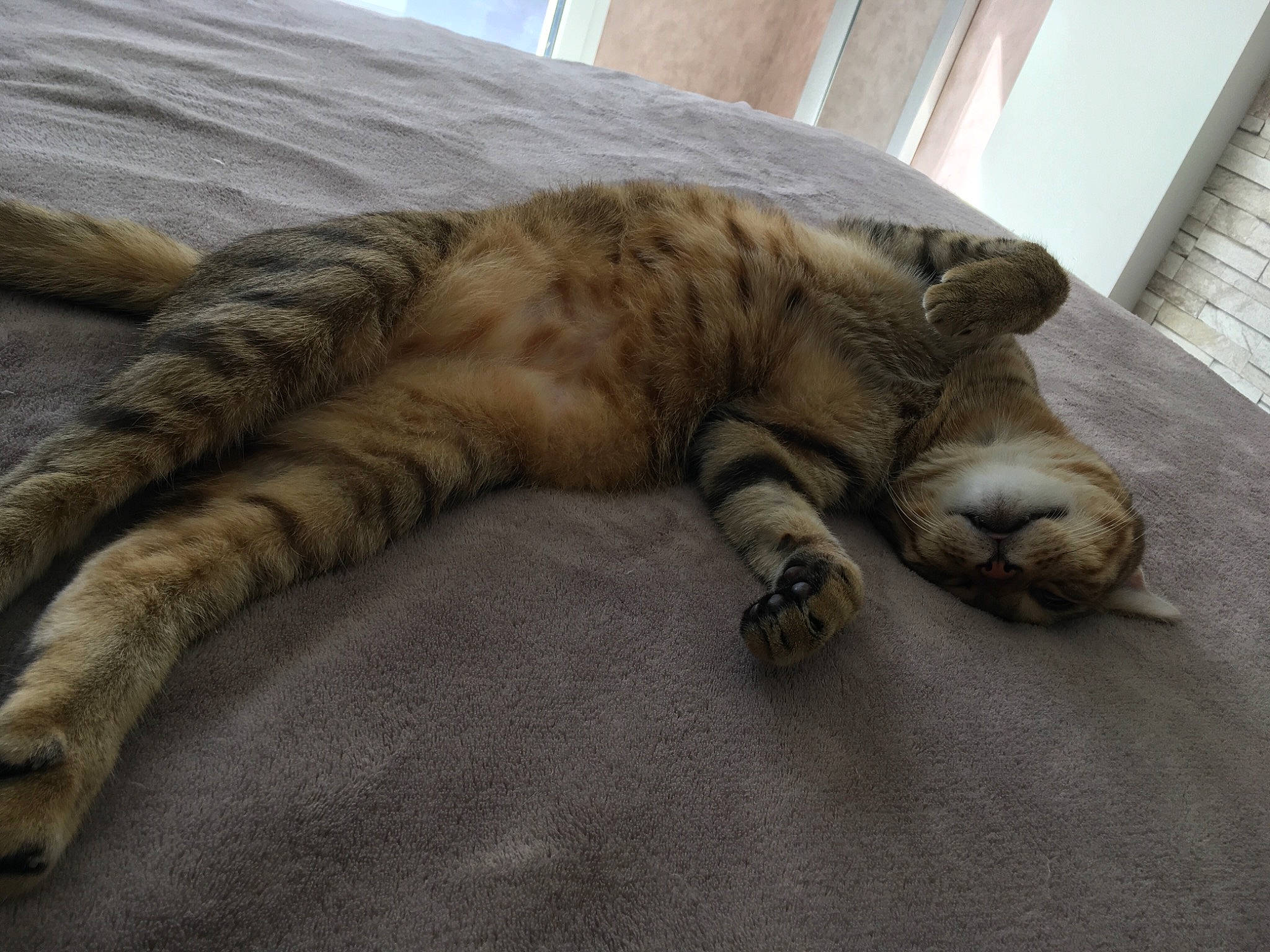 Tiggri a rejoint le concours — aidez-le/la à gagner de superbes lots ! carnivore, cat, claw, dragon_li, european_shorthair, felidae, fur, nap, paw, sleep, small_to_medium_sized_cats, tabby_cat, tail, whiskers, wood