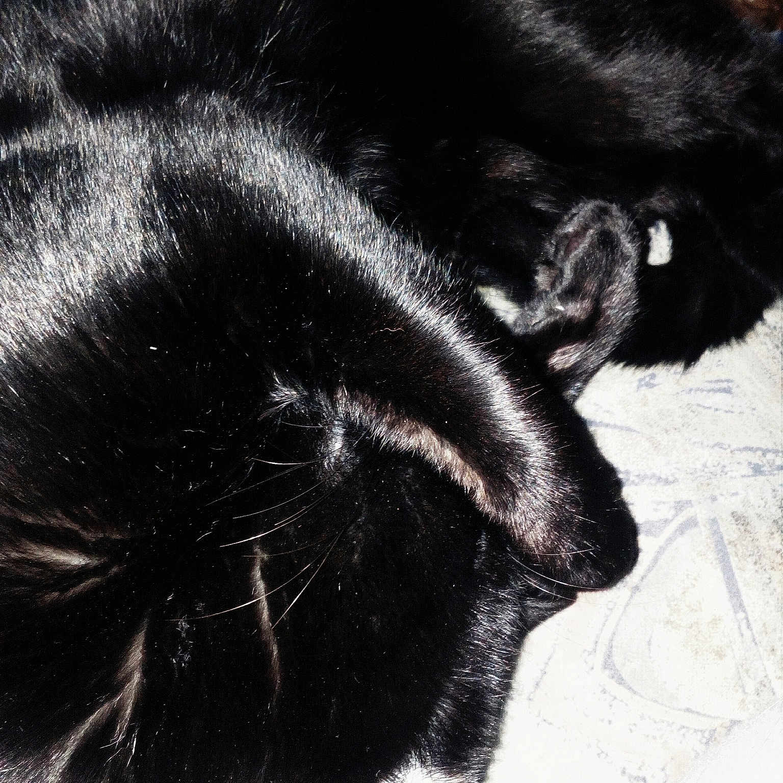 Cachou