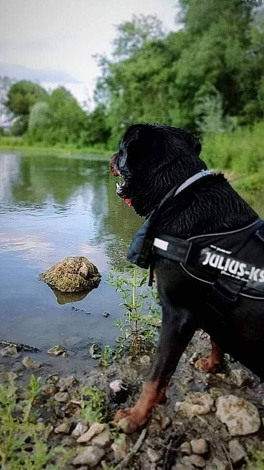 Marley a rejoint le concours — aidez-le/la à gagner de superbes lots ! bank, cane_corso, canidae, carnivore, dog, dog_breed, guard_dog, hunting_dog, lake, sporting_group, wetsuit, working_dog