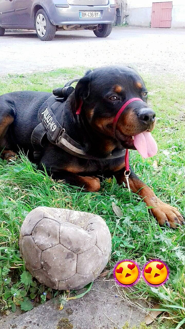 Marley a rejoint le concours — aidez-le/la à gagner de superbes lots ! austrian_black_and_tan_hound, canidae, carnivore, dog, dog_breed, hunting_dog, mammal, polish_hunting_dog, rottweiler, snout, sporting_group, vertebrate, working_dog